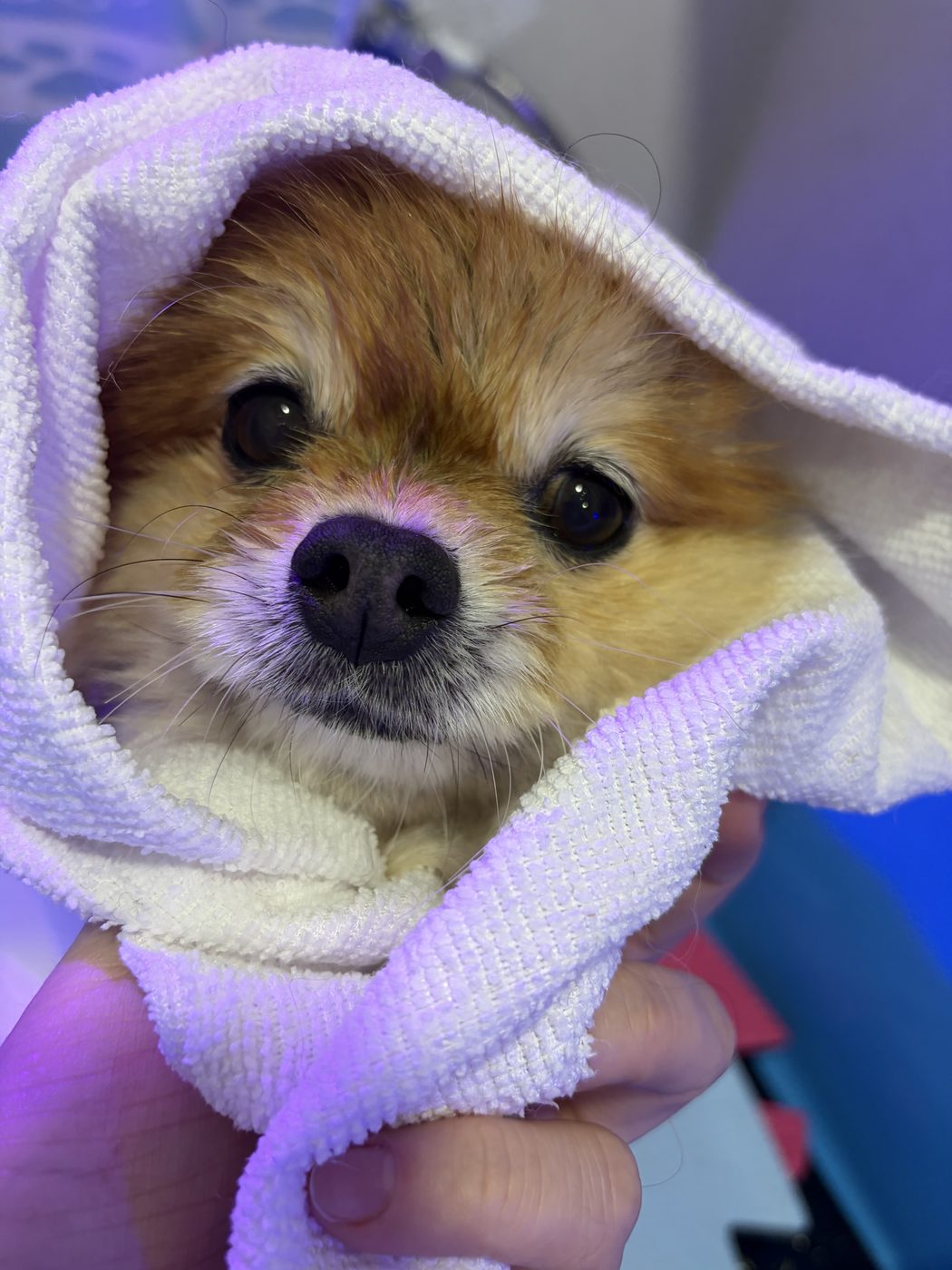 Pet enrolado na toalha após o banho na Puro Amô
